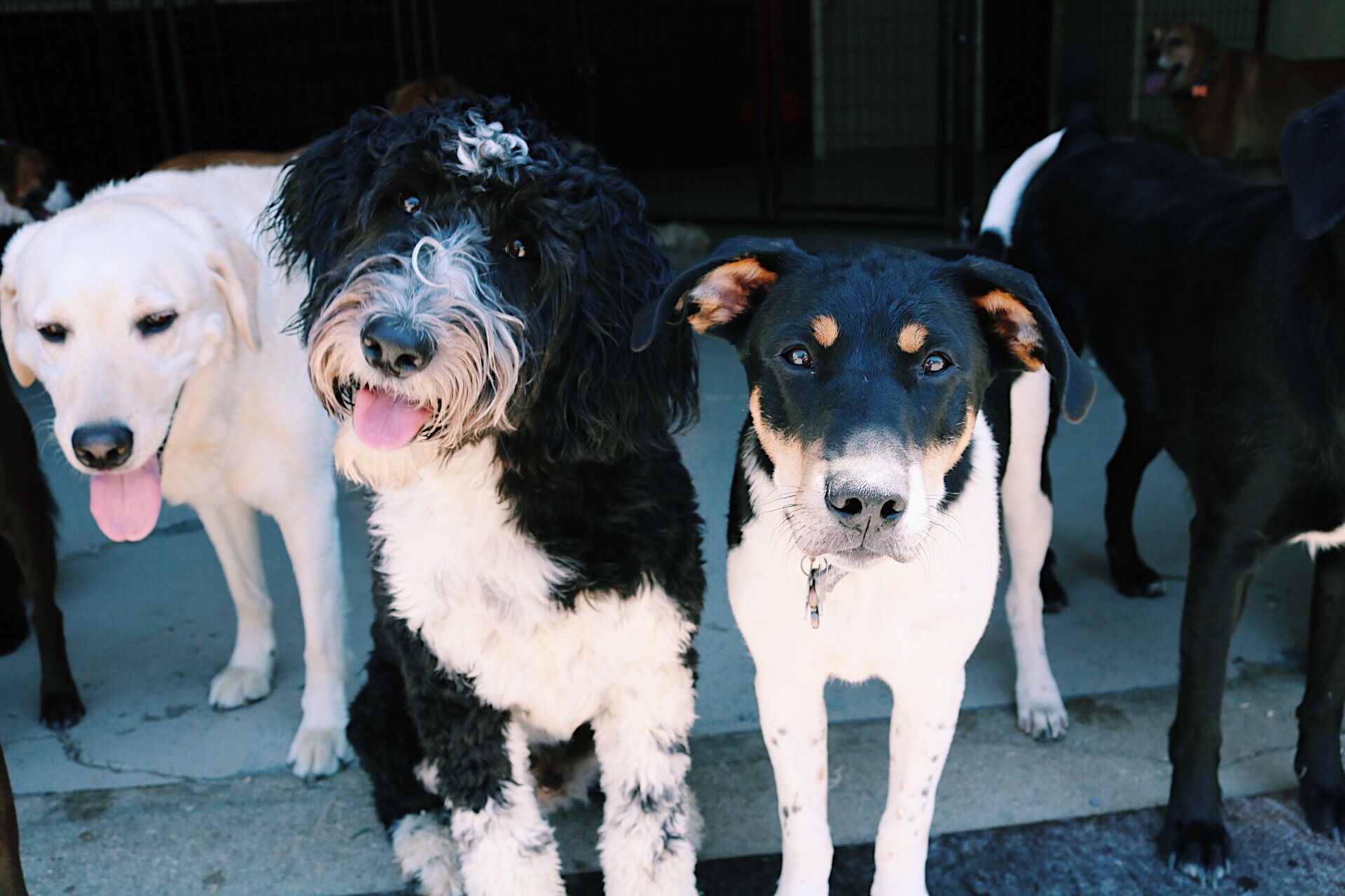 Daycare The Doggy Den