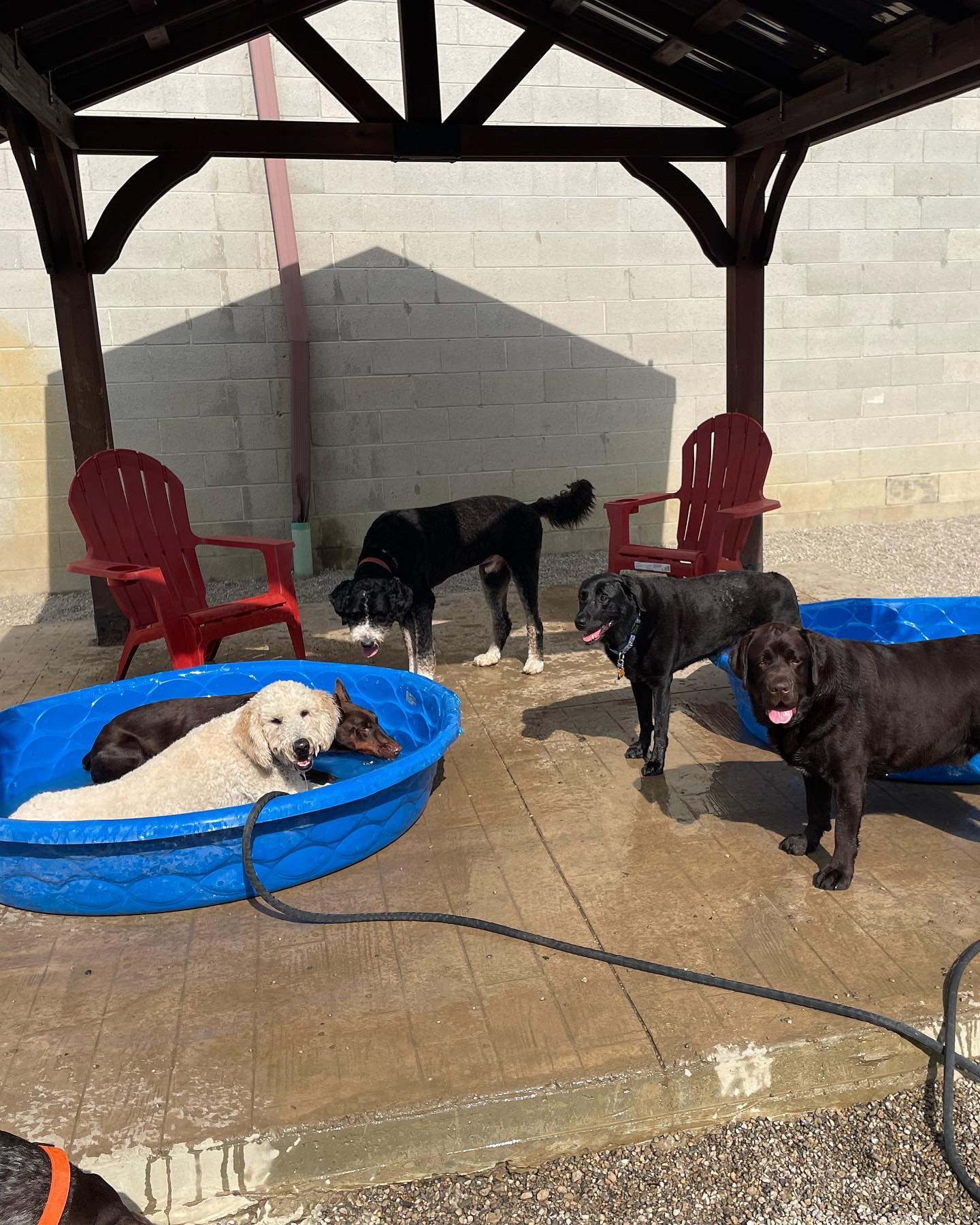 Services The Doggy Den